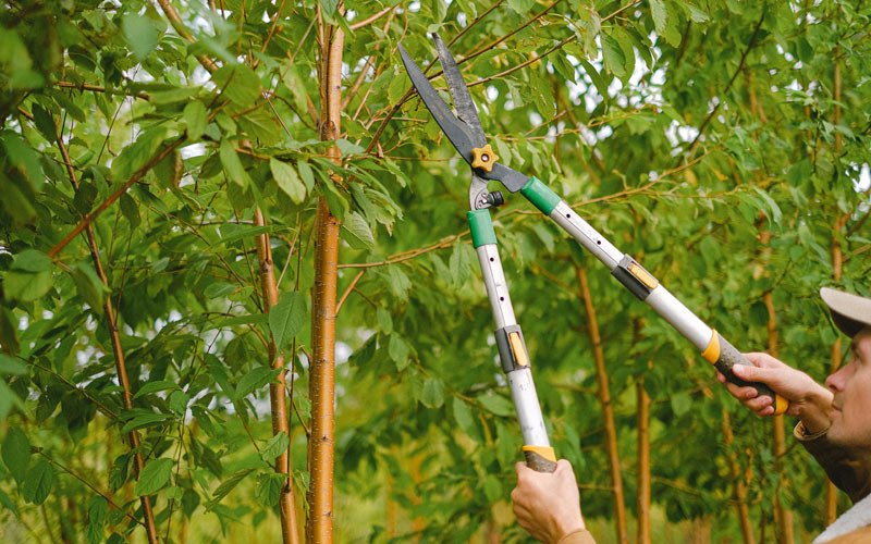 Tree trimming in Winnebago, WI